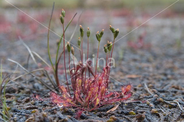 Kleine zonnedauw (Drosera intermedia)