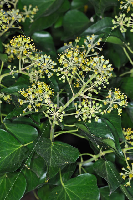 Common ivy (Hedera helix)