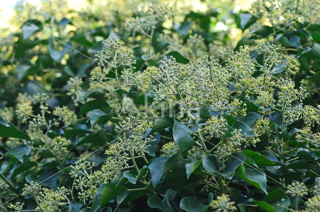 Common ivy (Hedera helix)