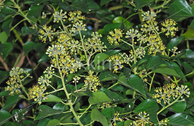 Common ivy (Hedera helix)