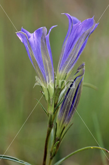 Marsh Gentian (Gentiana pneumonanthe)