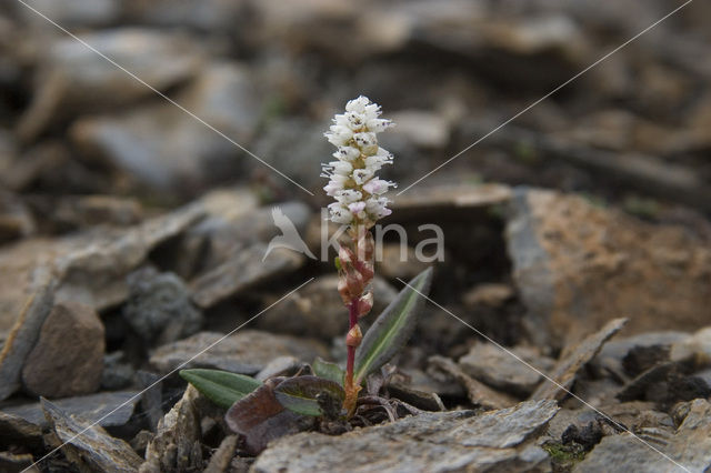 alpine bistort (Polygonum viviparum)