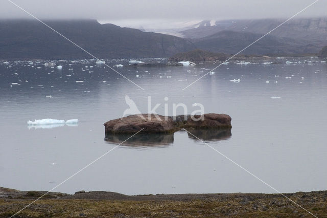 Kongsfjord