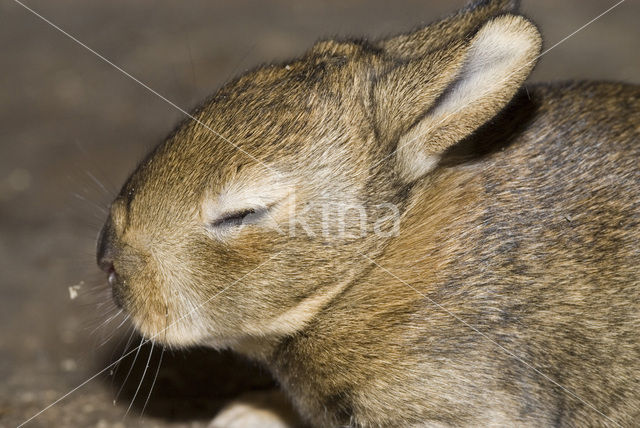 Rabbit (Oryctolagus cuniculus)