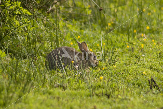 Rabbit (Oryctolagus cuniculus)