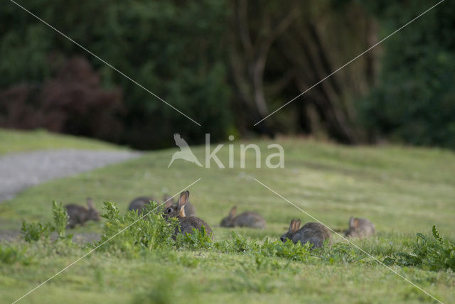 Rabbit (Oryctolagus cuniculus)