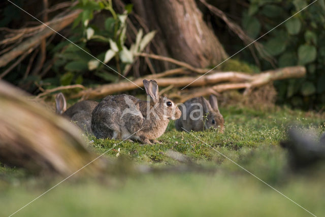 Rabbit (Oryctolagus cuniculus)