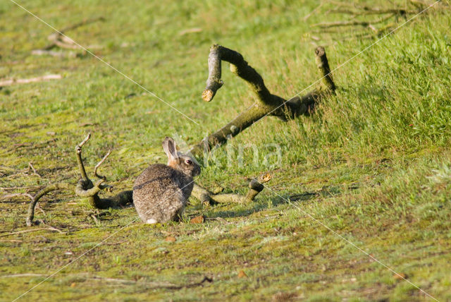 Rabbit (Oryctolagus cuniculus)
