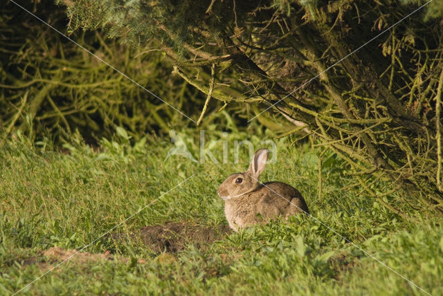 Rabbit (Oryctolagus cuniculus)