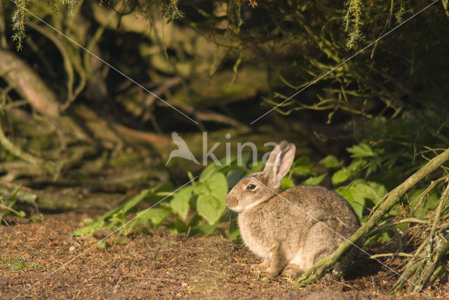 Rabbit (Oryctolagus cuniculus)