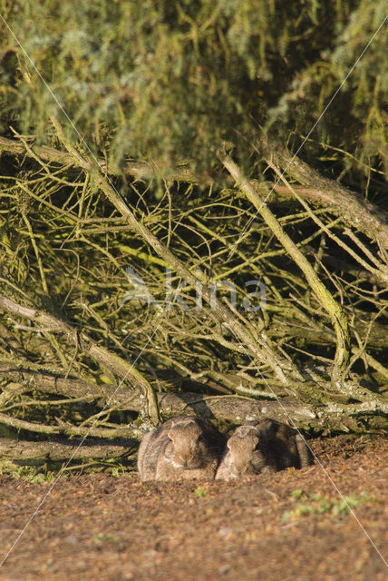 Rabbit (Oryctolagus cuniculus)