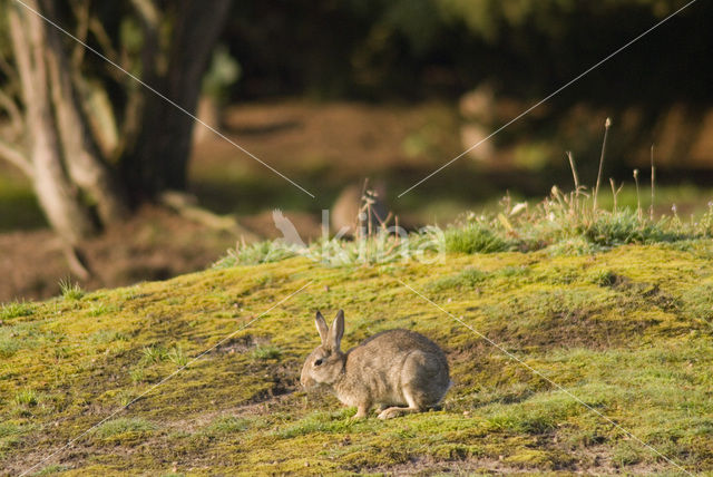Rabbit (Oryctolagus cuniculus)