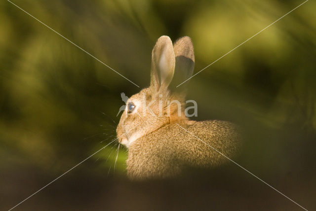 Rabbit (Oryctolagus cuniculus)