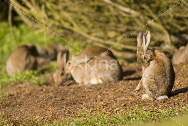 Rabbit (Oryctolagus cuniculus)