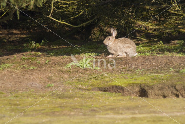 Rabbit (Oryctolagus cuniculus)