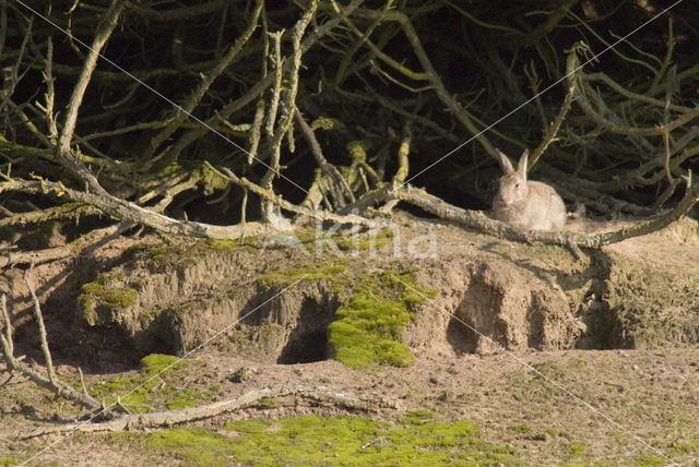 Rabbit (Oryctolagus cuniculus)