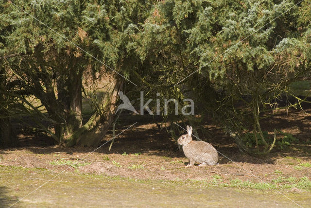 Rabbit (Oryctolagus cuniculus)
