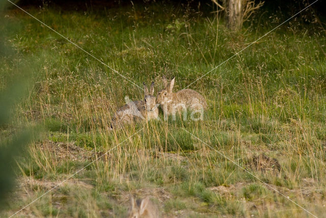 Rabbit (Oryctolagus cuniculus)