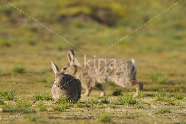 Rabbit (Oryctolagus cuniculus)