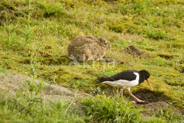 Konijn (Oryctolagus cuniculus)