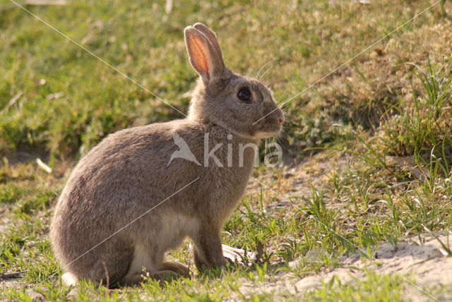 Rabbit (Oryctolagus cuniculus)
