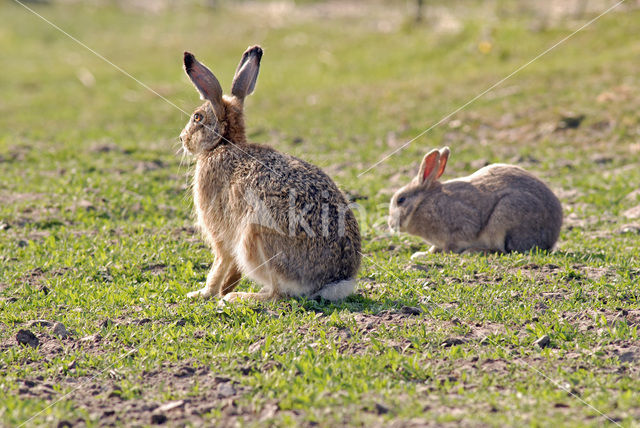 Rabbit (Oryctolagus cuniculus)