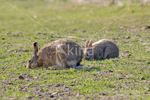 Rabbit (Oryctolagus cuniculus)