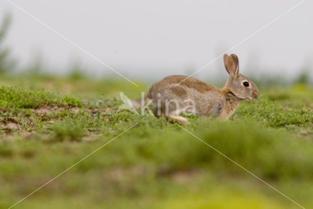 Rabbit (Oryctolagus cuniculus)