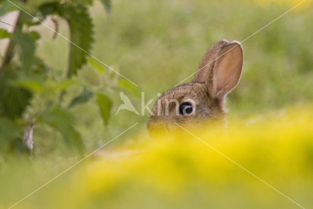 Konijn (Oryctolagus cuniculus)