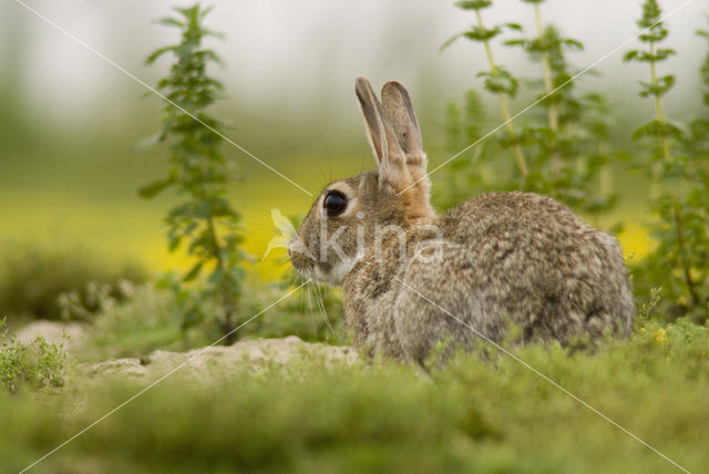 Konijn (Oryctolagus cuniculus)