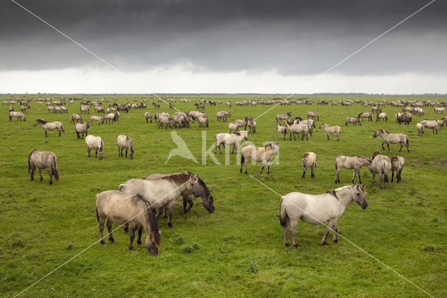 Konik horse (Equus spp)