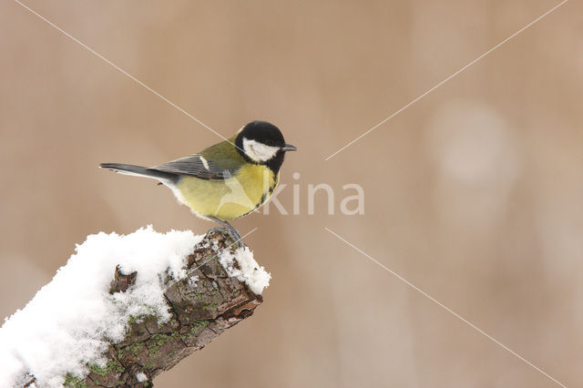 Great Tit (Parus major)