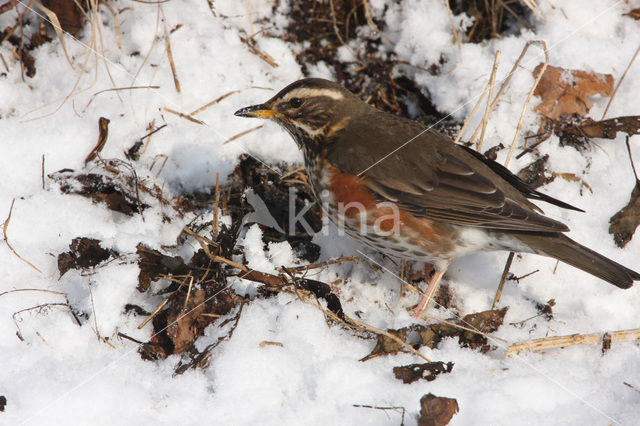 Koperwiek (Turdus iliacus)