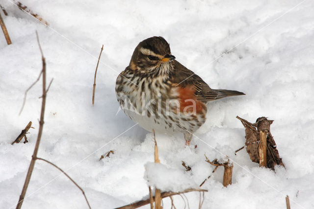 Koperwiek (Turdus iliacus)