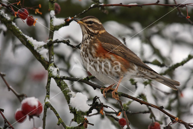 Koperwiek (Turdus iliacus)