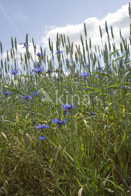 Cornflower (Centaurea cyanus)