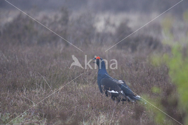 Black Grouse (Tetrao tetrix)