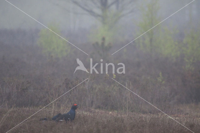 Black Grouse (Tetrao tetrix)