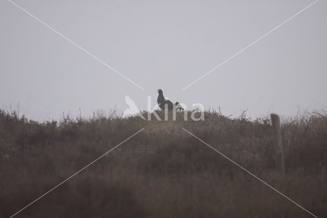 Black Grouse (Tetrao tetrix)