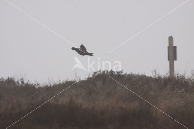Black Grouse (Tetrao tetrix)