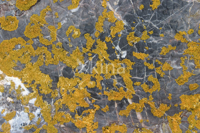 Lichen