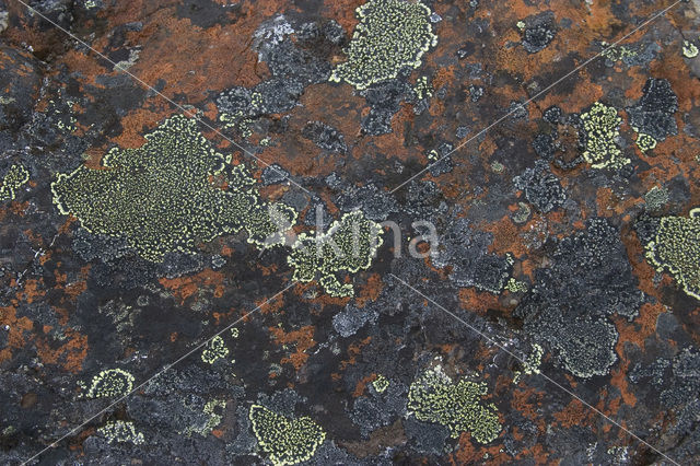 Lichen