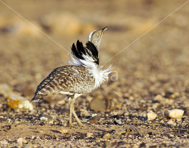 Houbara Bustard (Chlamydotis undulata)