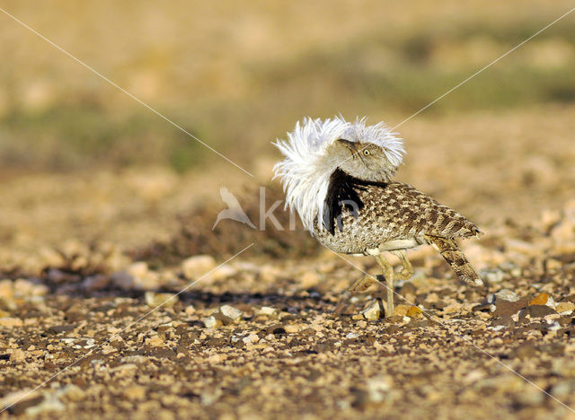 Houbara Bustard (Chlamydotis undulata)