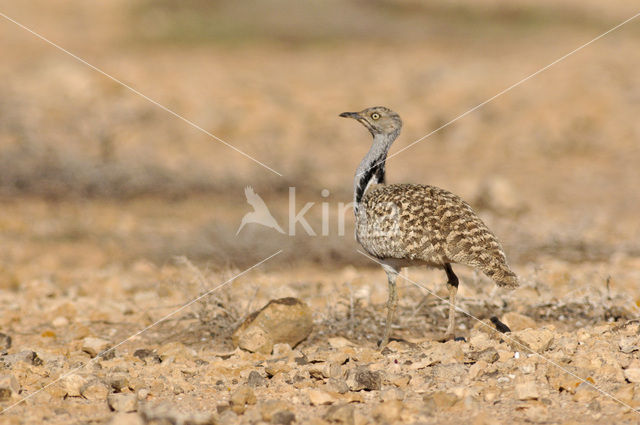 Houbara Bustard (Chlamydotis undulata)