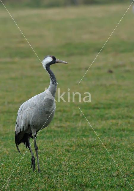 Common Crane (Grus grus)