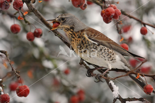 Fieldfare (Turdus pilaris)