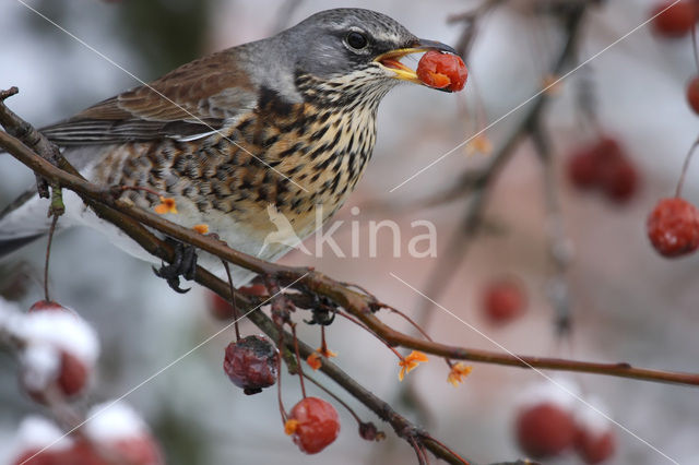 Fieldfare (Turdus pilaris)