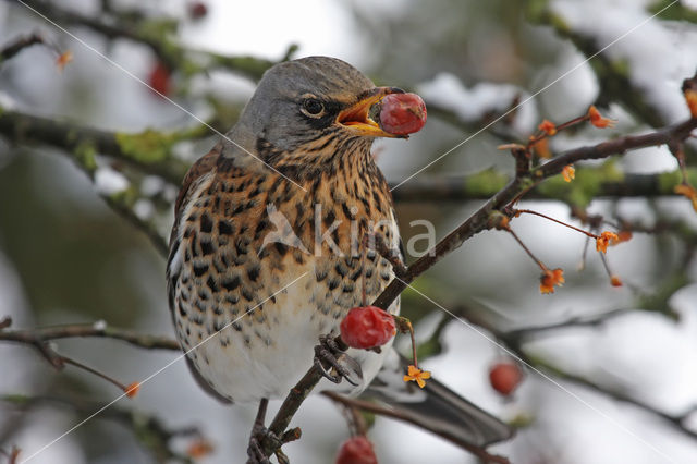 Fieldfare (Turdus pilaris)