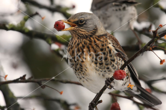 Fieldfare (Turdus pilaris)